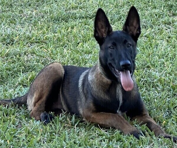 Medium Photo #1 Belgian Malinois Puppy For Sale in MIAMI, FL, USA