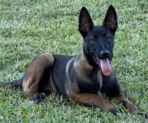 Father of the Belgian Malinois puppies born on 03/09/2025