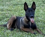 Small Photo #1 Belgian Malinois Puppy For Sale in MIAMI, FL, USA
