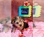 Small #8 Yorkshire Terrier