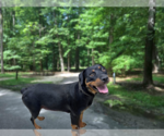 Small #3 Rottweiler