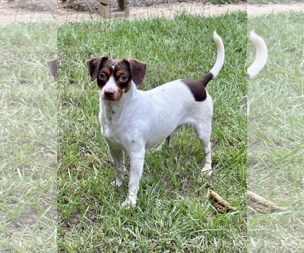 Medium Photo #1 Jack Chi Puppy For Sale in Eastman, GA, USA