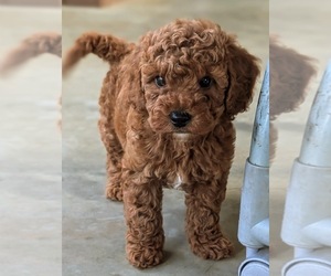 Poodle (Miniature) Puppy for sale in NEW HOLLAND, PA, USA