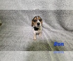Puppy 5 Beagle-Bluetick Coonhound Mix