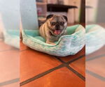 Small #4 Pug