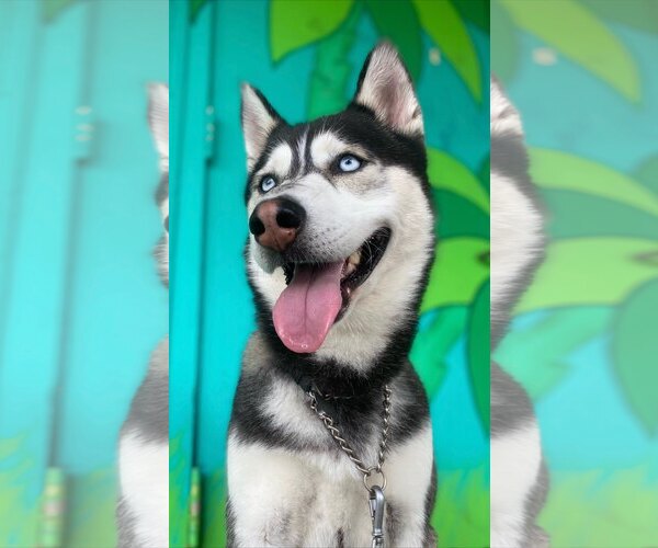 Medium Photo #3 Siberian Husky Puppy For Sale in Marina Del Rey, CA, USA