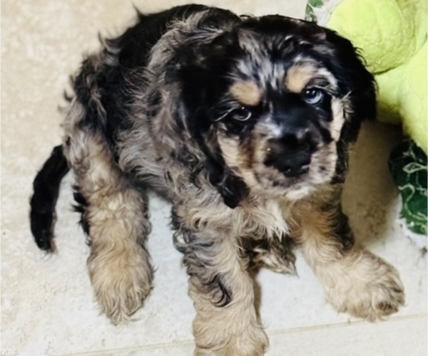 Medium Photo #7 Cocker Spaniel Puppy For Sale in WEST PALM BEACH, FL, USA