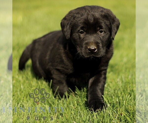 Medium Photo #3 Labrador Retriever Puppy For Sale in RONKS, PA, USA