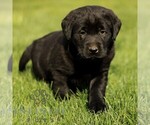 Small #2 Labrador Retriever