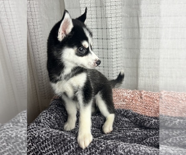 Medium Photo #8 Pomsky Puppy For Sale in GREENWOOD, IN, USA