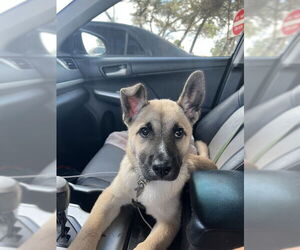 German Shepherd Dog-Unknown Mix Dogs for adoption in San Antonio, TX, USA