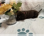Small #2 Labrador Retriever