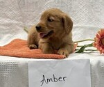 Small #2 Golden Retriever
