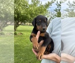 Small #2 Doberman Pinscher