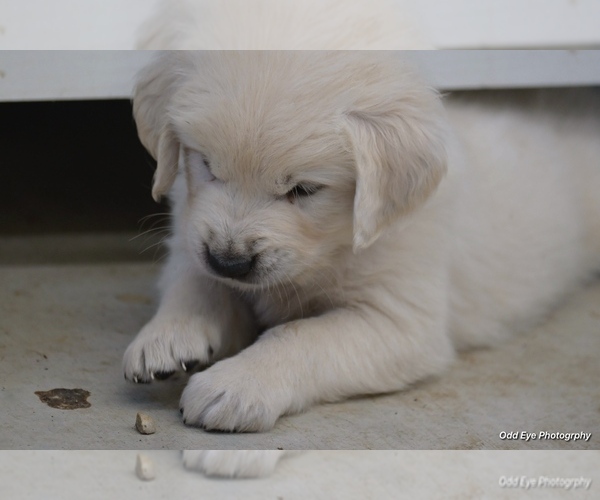 Medium Photo #8 Golden Retriever Puppy For Sale in WILTON, CA, USA