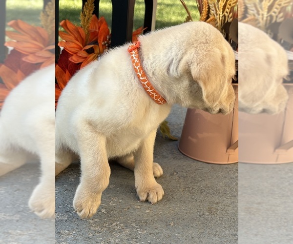 Medium Photo #9 Labrador Retriever Puppy For Sale in NEOLA, WV, USA