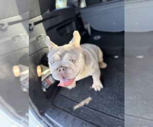 Father of the French Bulldog puppies born on 07/09/2026