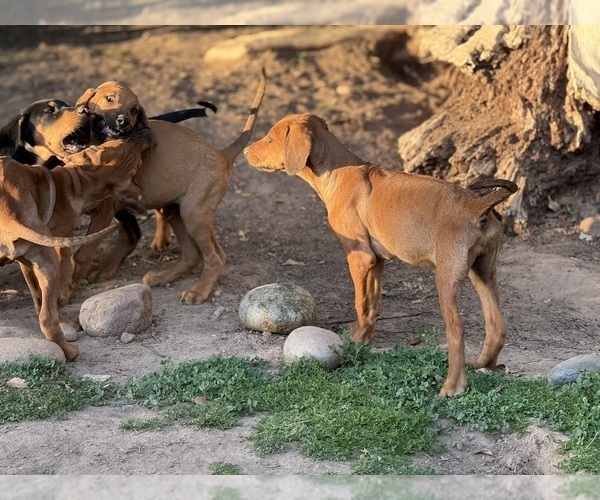 Medium Photo #7 Labrador Retriever-Rhodesian Ridgeback Mix Puppy For Sale in FRESNO, CA, USA