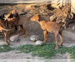 Small #6 Labrador Retriever-Rhodesian Ridgeback Mix