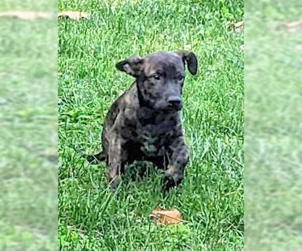 Medium Photo #1 Plott Hound-Unknown Mix Puppy For Sale in Mount Airy, NC, USA