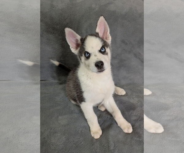 Medium Photo #3 Siberian Husky Puppy For Sale in PIPE CREEK, TX, USA