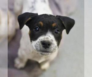 American Staffordshire Terrier-Unknown Mix Dogs for adoption in San Antonio, TX, USA