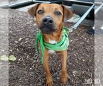 Small #6 Chihuahua Mix