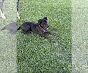 Jett - Female Boxer-Unknown Mix Dog for Adoption - Photo #4
