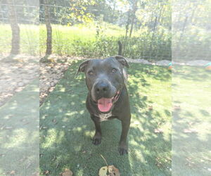 American Staffordshire Terrier-Unknown Mix Dogs for adoption in Calhoun, GA, USA