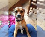 Small #5 Chihuahua Mix