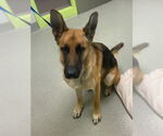 Small German Shepherd Dog
