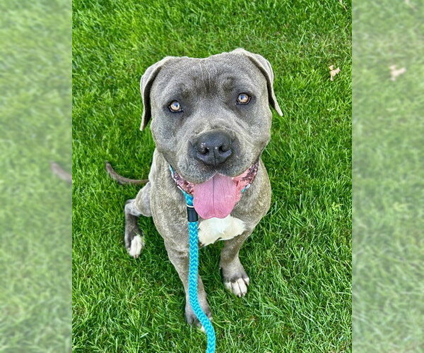 Medium Photo #1 Mutt Puppy For Sale in Sacramento, CA, USA