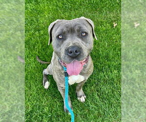 Mutt Dogs for adoption in Sacramento, CA, USA