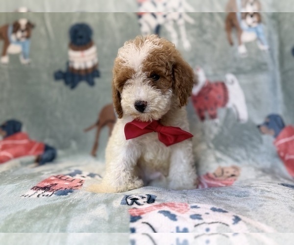 Medium Photo #3 Poodle (Miniature) Puppy For Sale in LAKELAND, FL, USA