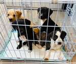 Small #6 Labrador Retriever Mix