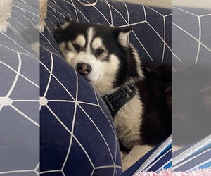 Champ - Male Alaskan Klee Kai-Siberian Husky Mix Dog for Adoption - Photo #2
