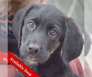 Shepweiller Dogs for adoption in Huntley, IL, USA