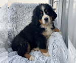 Image preview for Ad Listing. Nickname: Bernese
