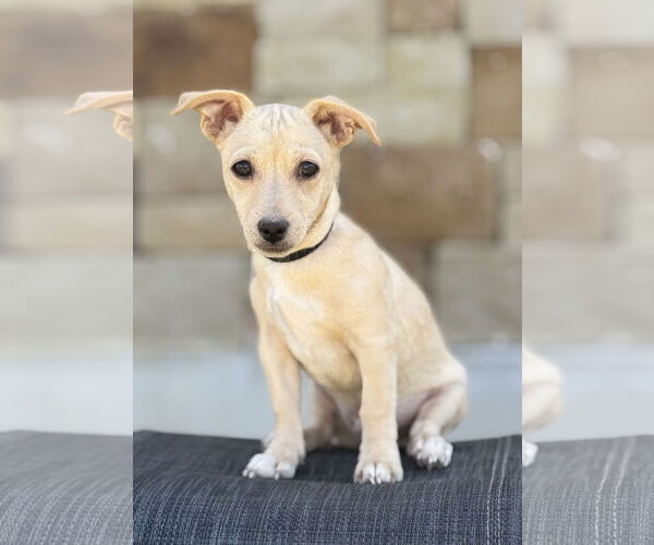 Medium Photo #3 Dachshund-Unknown Mix Puppy For Sale in PIPE CREEK, TX, USA