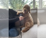 Small Photo #2 Goldendoodle Puppy For Sale in WINCHESTER, OR, USA