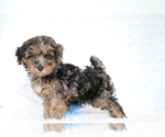 Small Photo #2 YorkiePoo Puppy For Sale in SHILOH, OH, USA