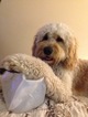 Small Photo #1 Goldendoodle Puppy For Sale in MYAKKA CITY, FL, USA