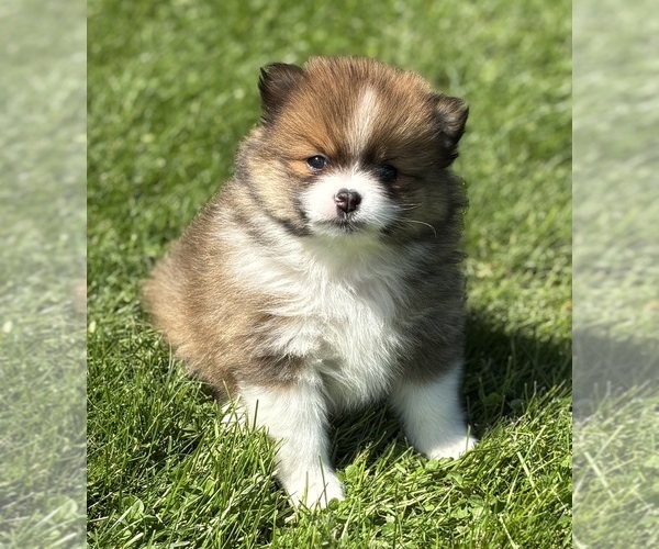 Medium Photo #1 Pomeranian Puppy For Sale in ROCK STREAM, NY, USA