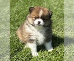 Image preview for Ad Listing. Nickname: Moppet