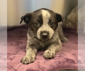 Mutt Dogs for adoption in Canton, CT, USA