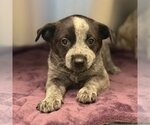Hermione - Female Mutt Dog for Adoption - Small photo