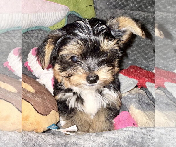 Medium Photo #4 Mutt Puppy For Sale in Boca Raton, FL, USA