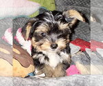 Small #3 Mutt