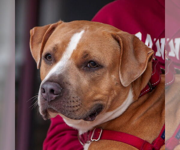 Medium Photo #5 Staffordshire Bull Terrier-Unknown Mix Puppy For Sale in San Jose, CA, USA