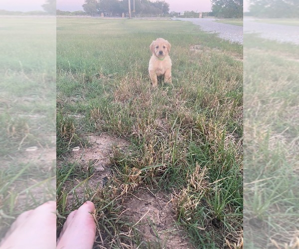 Medium Photo #8 Golden Retriever Puppy For Sale in CHINA SPRING, TX, USA
